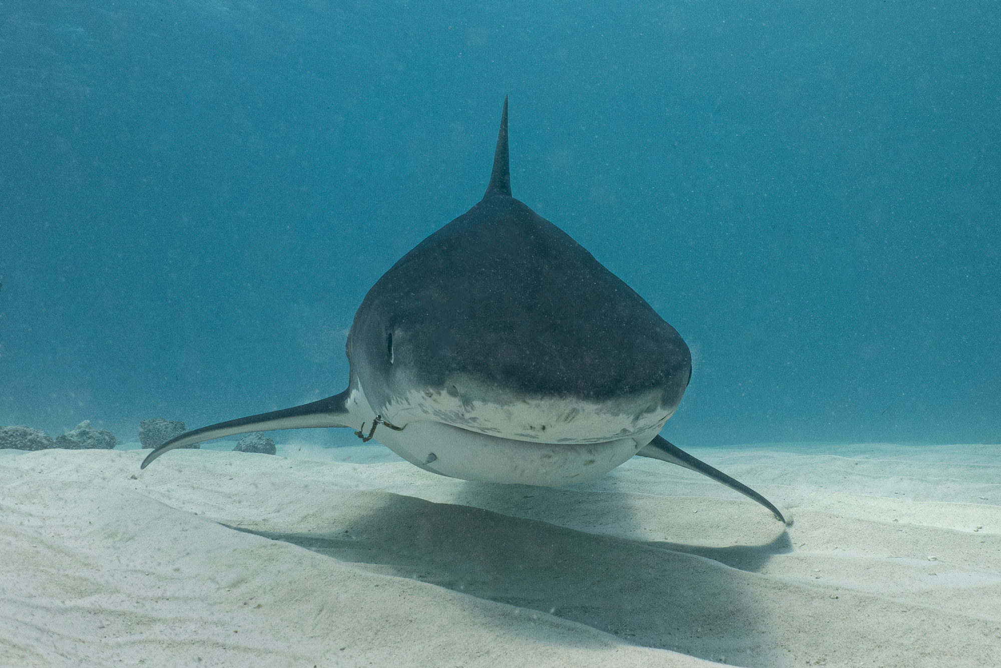 Tiger shark, Fuvahmulah  Gnaviyani Atoll